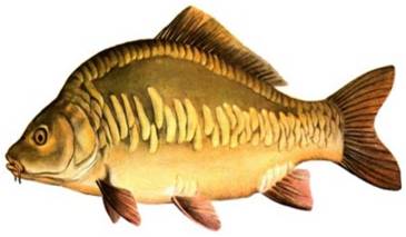 karp.jpg
